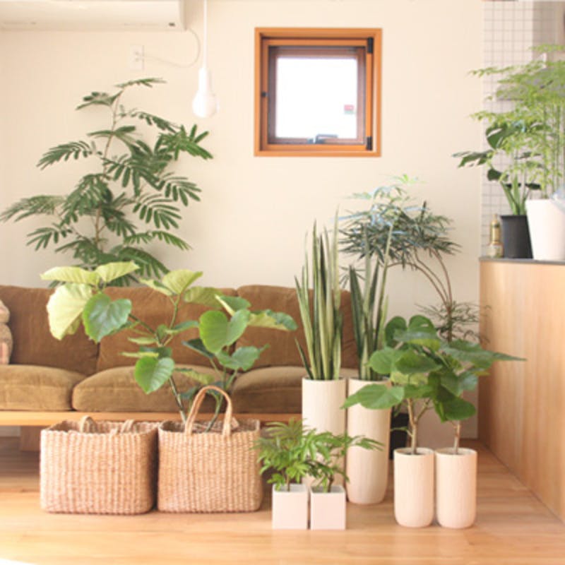 通販で観葉植物を買うのが人気な理由とは ひとはなノート 通販で観葉植物を買うのが人気な理由とは ひとはなノート