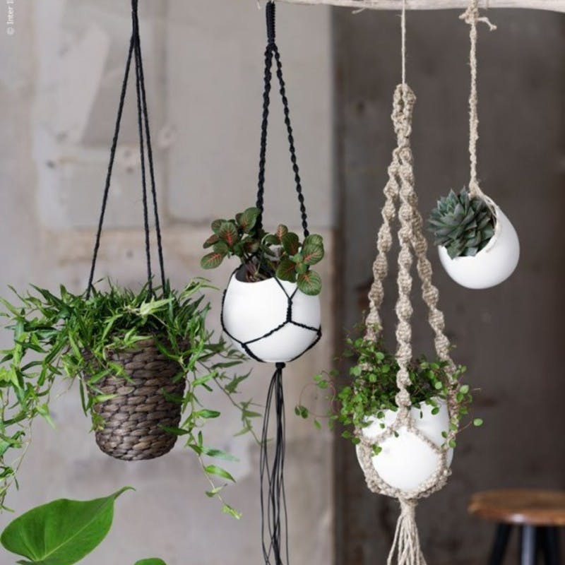 壁 天井 観葉植物を室内で吊るす方法と飾り方 ひとはなノート