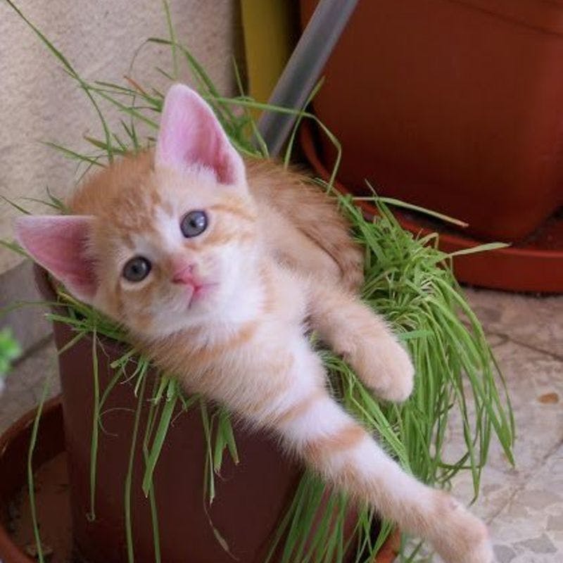 猫と観葉植物が安心して生活するためには？ | ひとはなノート