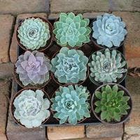 succulent-6-echeverias-