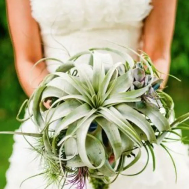 ギフトに活用しやすい 通販で買える1万円以内のおすすめエアープランツ ひとはなノート ギフトに活用しやすい 通販で買える1万円以内のおすすめエアープランツ ひとはなノート