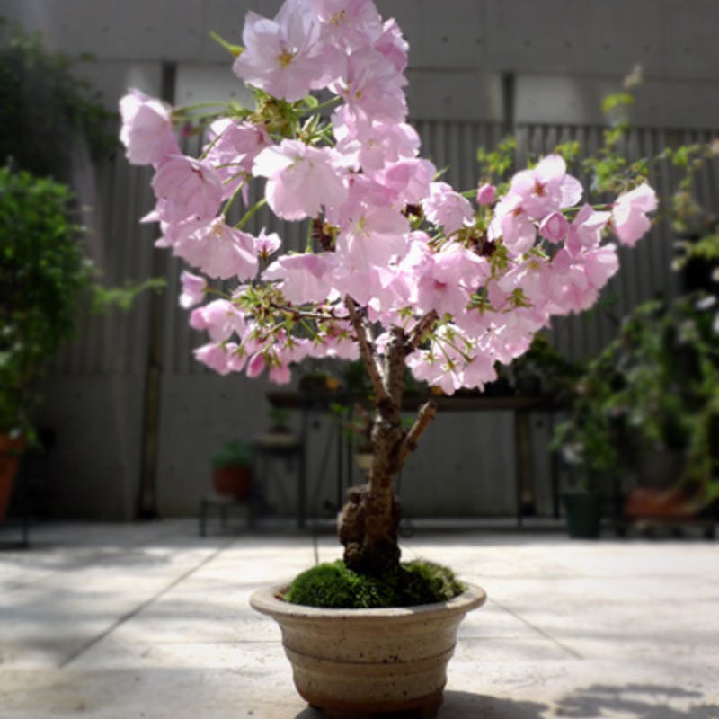 桜 旭山 はお部屋で観賞できる日本の花 ギフトにもおすすめ ひとはなノート