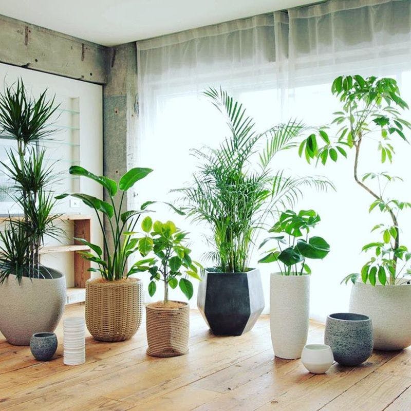 天然素材の鉢カバーTeak Woodで観葉植物を1ランク上のインテリアに