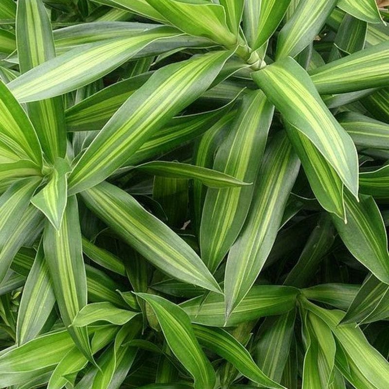 song_of_jyamaica_4.jpg?