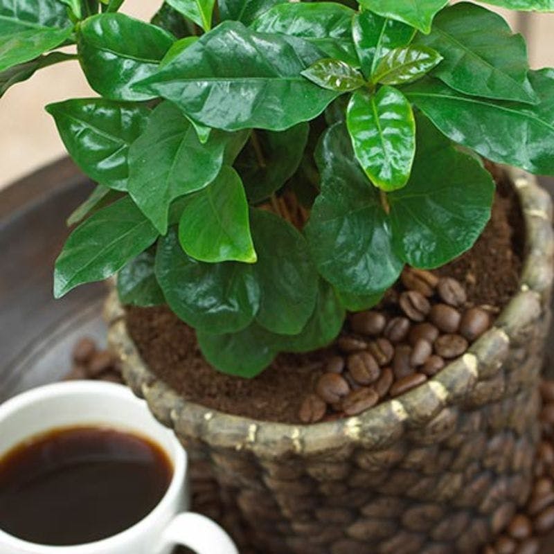 コーヒーの木をインテリアに おしゃれなギフトにおすすめ3選 ひとはなノート