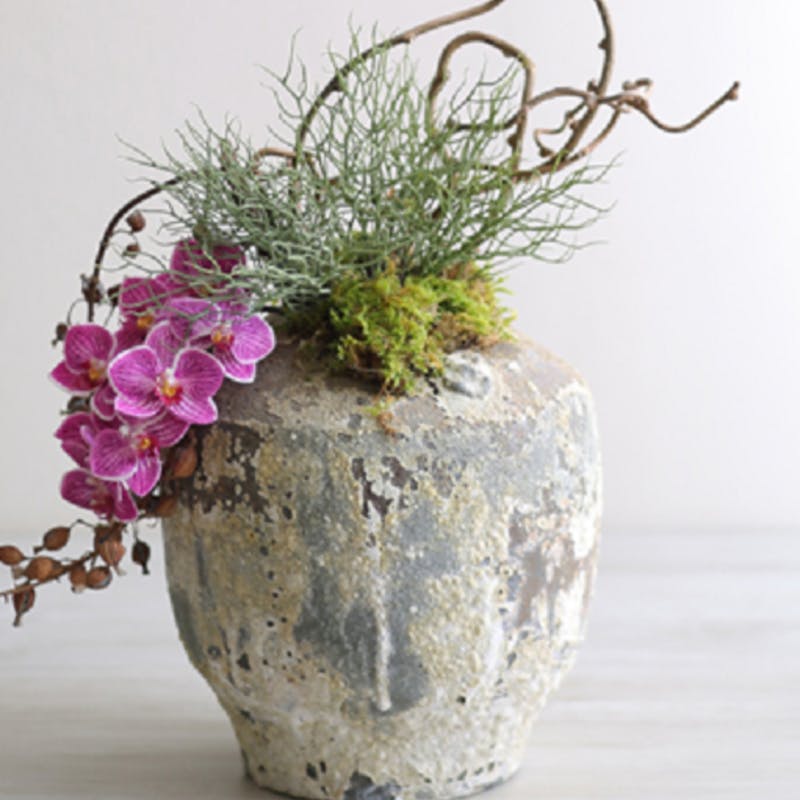 観葉植物　アトランティス　21cm吊り鉢ごと 観葉植物 アトランティス 21cm吊り鉢ごと 観葉植物 アトランティス