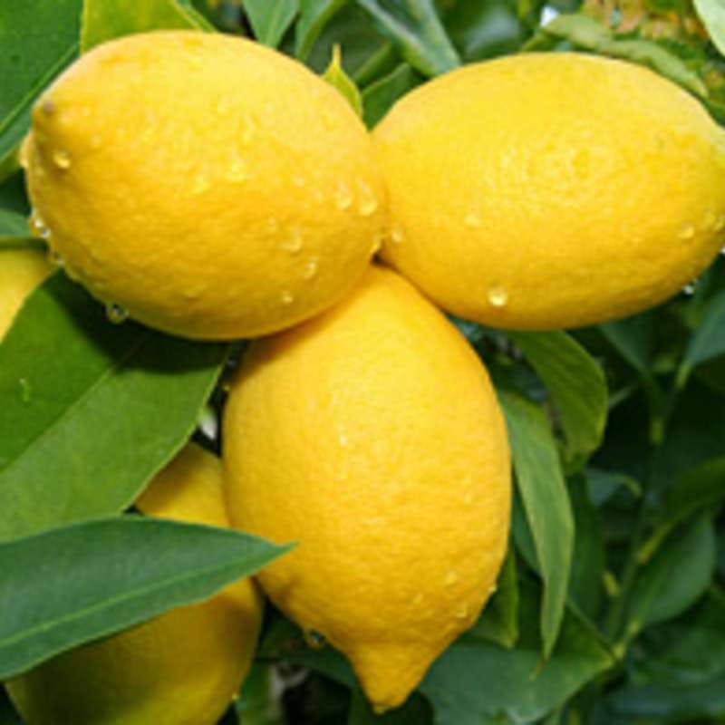 リスボンレモンは通販がおすすめ！美味しい実がなる素敵な観葉植物