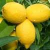 リスボンレモンは通販がおすすめ！美味しい実がなる素敵な観葉植物