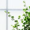 大切な人との絆を深めるベンジャミンの花言葉 ひとはなノート 大切な人との絆を深めるベンジャミンの花言葉 ひとはなノート