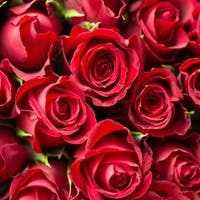 バラの本数や色には意味がある！ プロポーズ・お誕生日・還暦のお祝いなど特別な日に贈る赤いバラの花束特集