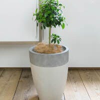 可愛らしい観葉植物フィカス ナナを購入するなら通販サイトで！