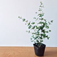 観葉植物ユーカリの驚くべき効能と育て方