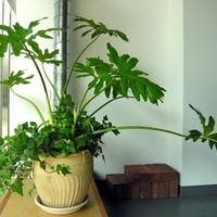 観葉植物セロームの育て方や花言葉・風水効果を徹底紹介！