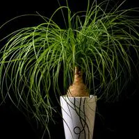塊根植物（コーデックス）」に関するまとめ | ひとはなノート 