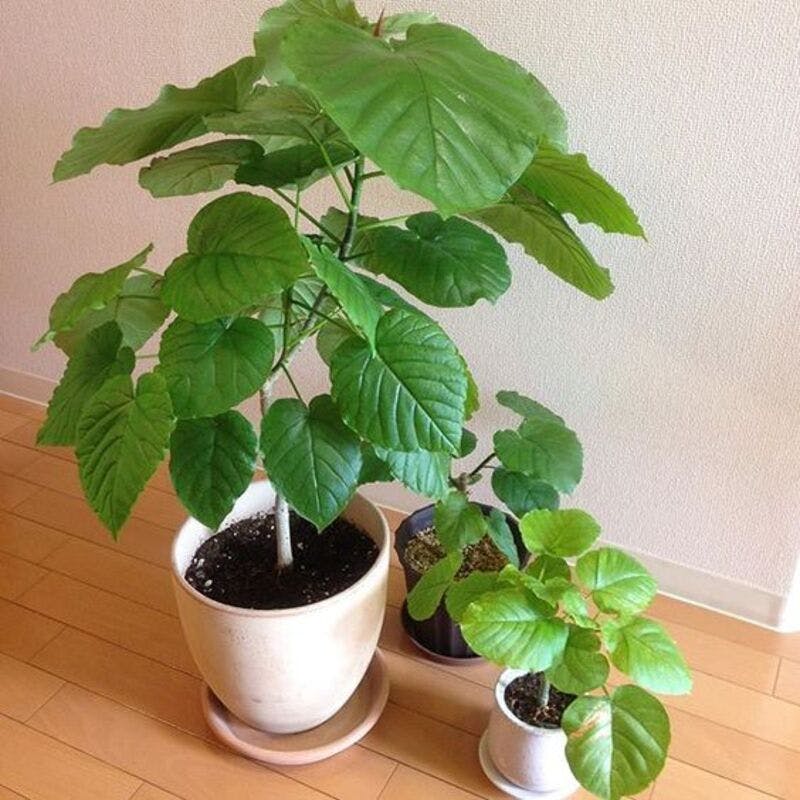 簡単】フィカス ウンベラータの挿し木は7ステップ | ひとはなノート