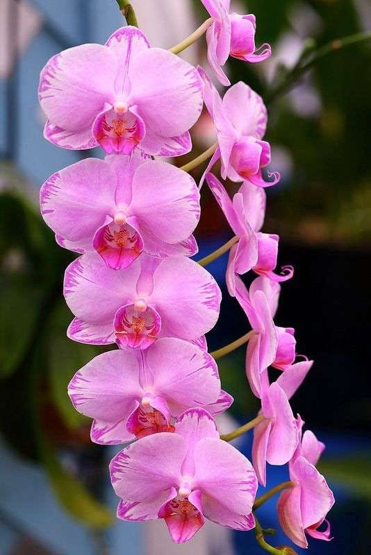 ピンク色の胡蝶蘭は女性への贈り物ギフトに人気 ひとはなノート