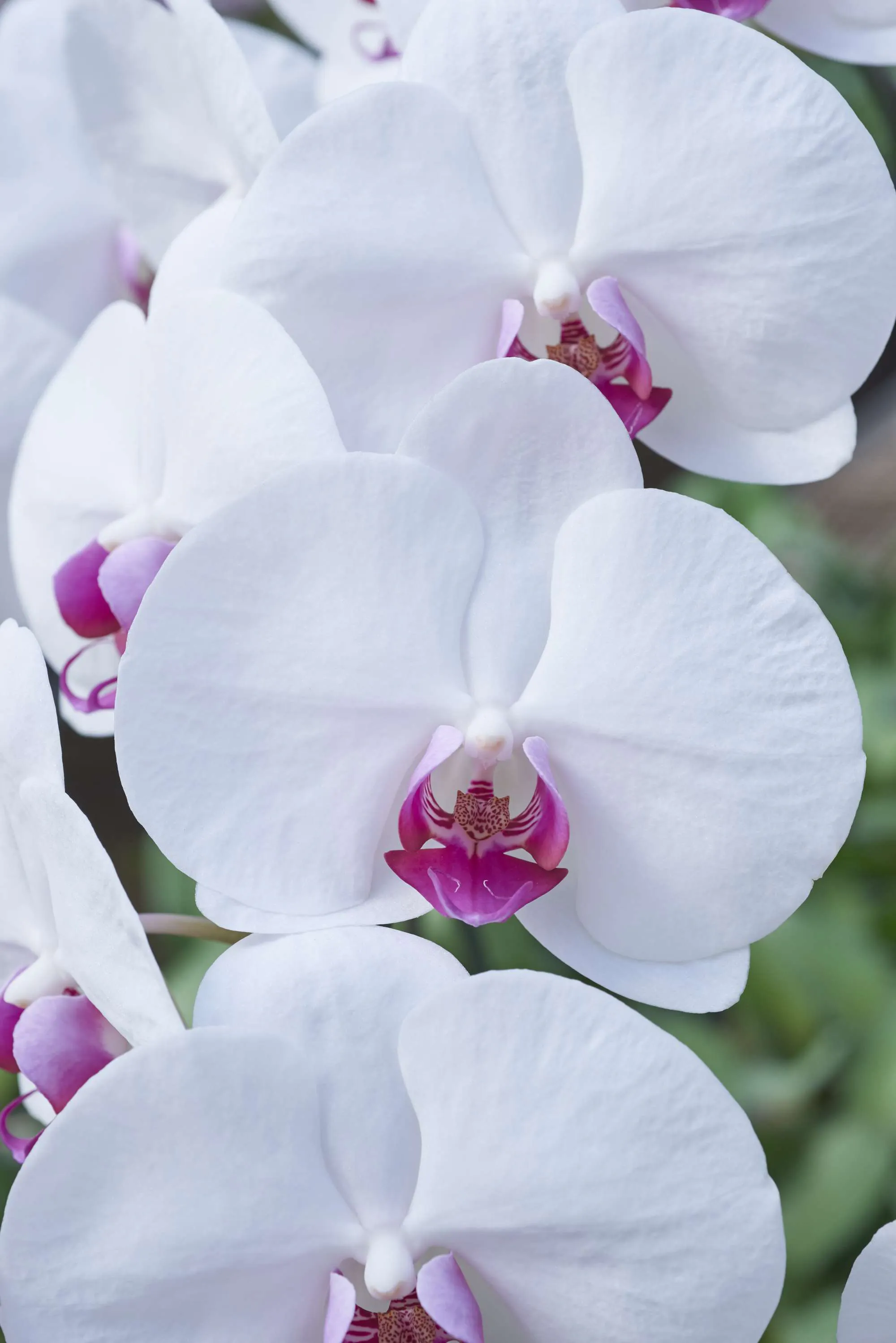 胡蝶蘭の人気色と適切なシーンとは ひとはなノート 胡蝶蘭の人気色と適切なシーンとは ひとはなノート