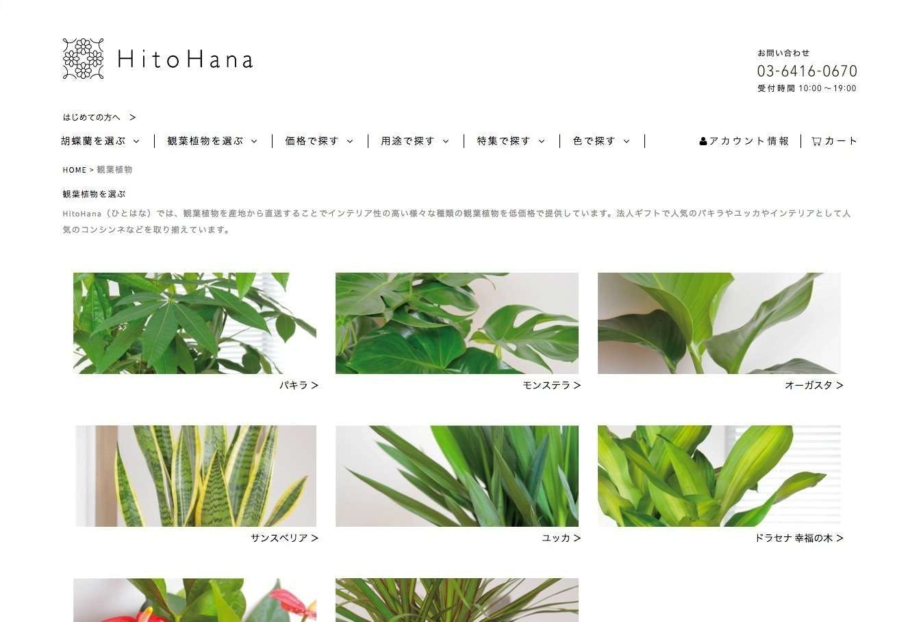 インテリア性抜群 観葉植物ドラセナの育て方と飾り方 ひとはなノート