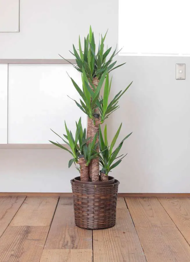 贈り先業務別 開店祝い 開業祝いにおすすめのおしゃれな観葉植物 ひとはなノート