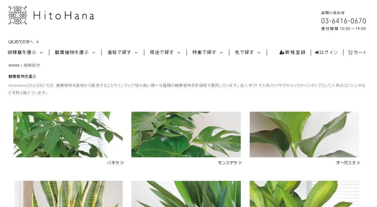 モンステラの相場を知る お祝いシーンやサイズ別まとめ ひとはなノート