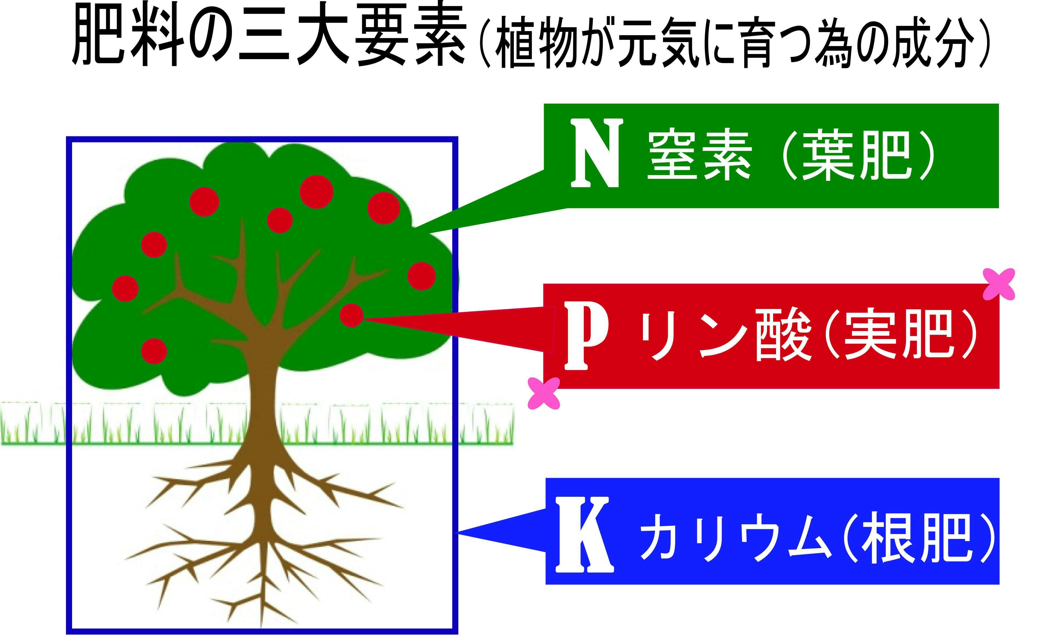 肥料や水やり！正しい栄養補給で観葉植物の育て方 | ひとはなノート