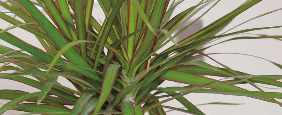 もっと知りたい ドラセナの魅力や植え替え方法 ひとはなノート