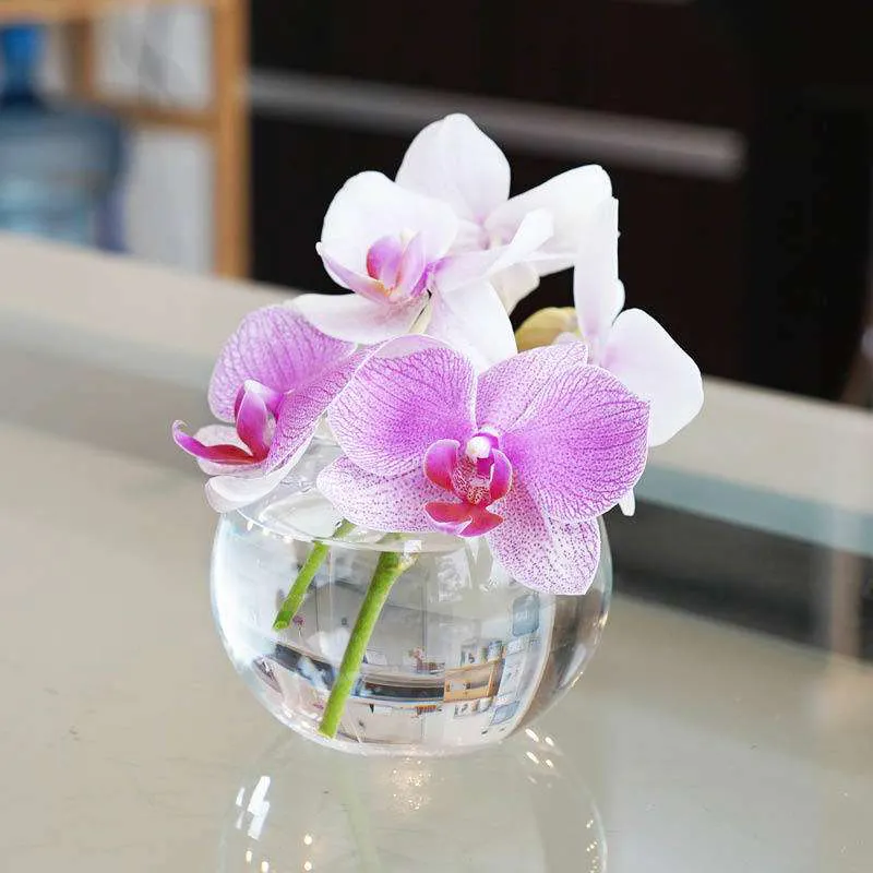 徹底解説 胡蝶蘭の花束ギフトを贈る方法 ひとはなノート