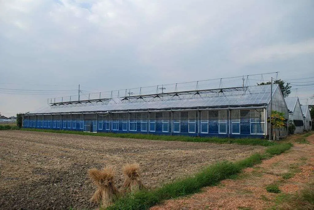 森田洋蘭園の魅力 洋蘭の鉄人と言われる理由は ひとはなノート