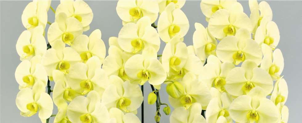 予算30 000円で最高の胡蝶蘭を贈る方法 ひとはなノート