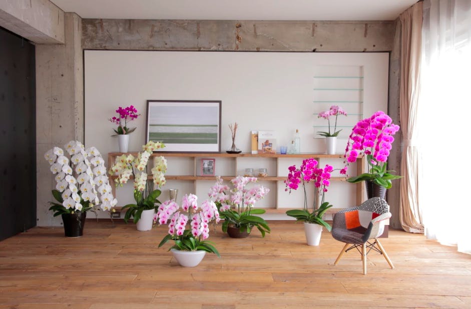 ピンクの胡蝶蘭の花言葉とは ギフトシーンとおすすめ品種5選 ひとはなノート