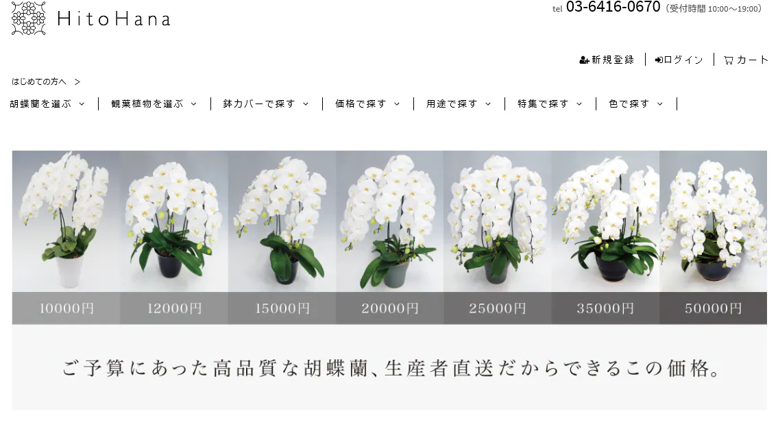 完全ガイド 四国地方で胡蝶蘭を買うなら おすすめ生産者とショップ ひとはなノート