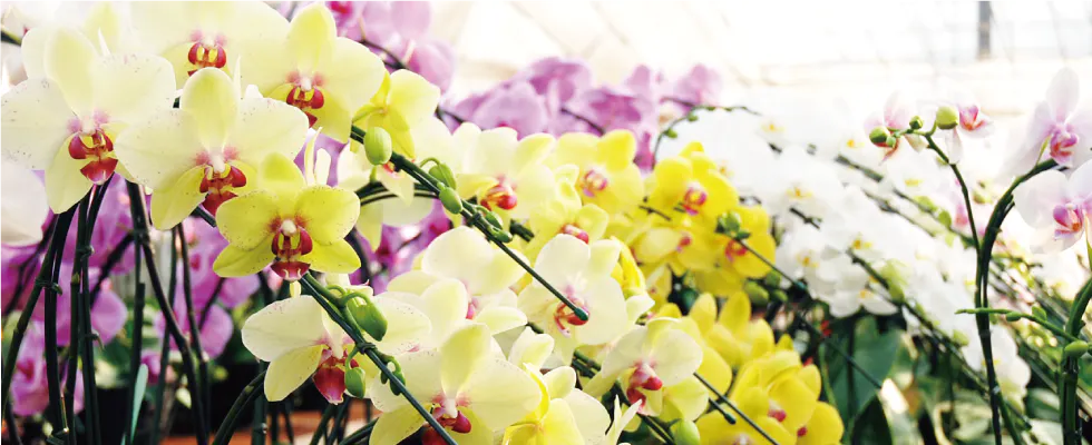完全ガイド 四国地方で胡蝶蘭を買うなら おすすめ生産者とショップ ひとはなノート