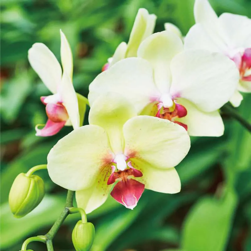 米寿祝いに胡蝶蘭を贈るならゴールデンエイジがおすすめ ひとはなノート