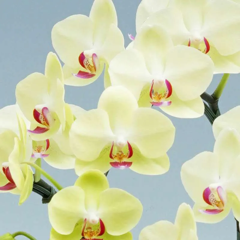 米寿祝いに胡蝶蘭を贈るならゴールデンエイジがおすすめ ひとはなノート