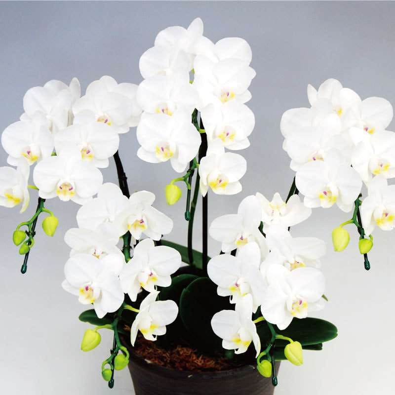 おすすめ3選 白い胡蝶蘭を贈るためのアドバイス ひとはなノート
