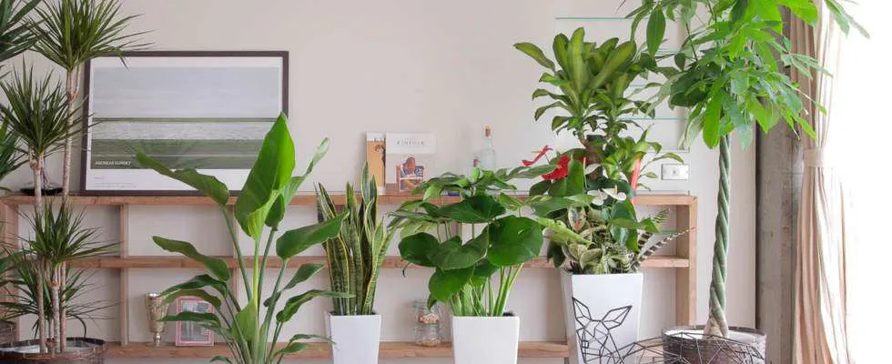 お祝いに観葉植物 通販なら価格別に新鮮なギフトが見つかる ひとはなノート