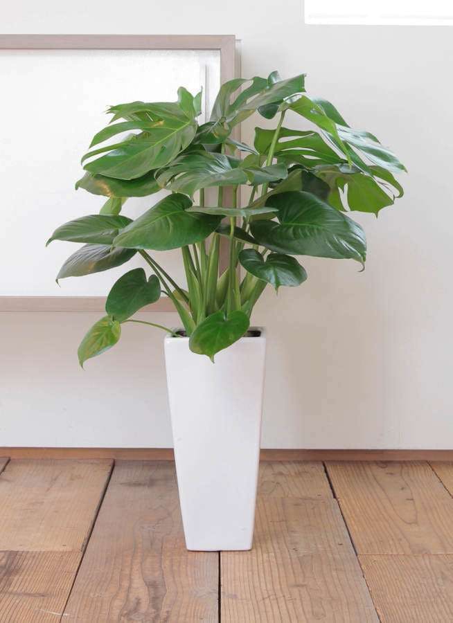 予算1万円 最高の観葉植物はこれで見つかる ひとはなノート 予算1万円 最高の観葉植物はこれで見つかる ひとはなノート