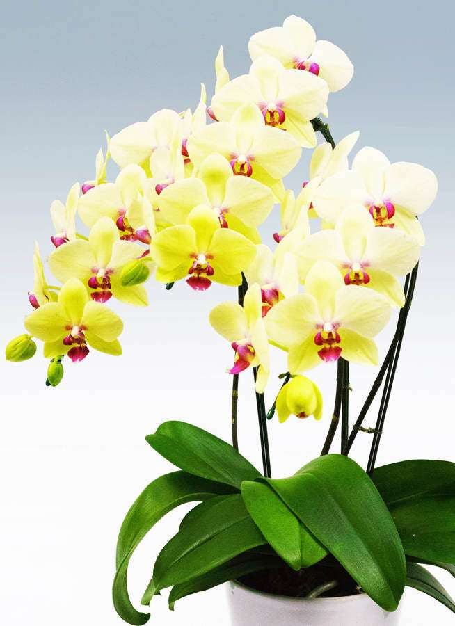 喜ばれる胡蝶蘭は予算1万円でも大丈夫 ひとはなノート