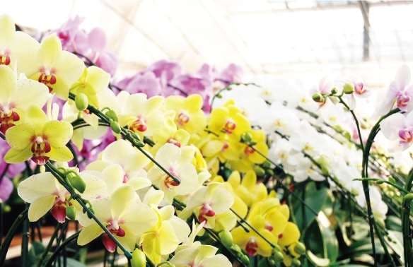 お正月に胡蝶蘭 観葉植物を贈ろう ひとはなノート お正月に胡蝶蘭 観葉植物を贈ろう ひとはなノート
