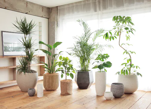 多肉植物を個性的に！Konectの鉢カバーを通販しよう | ひとはなノート