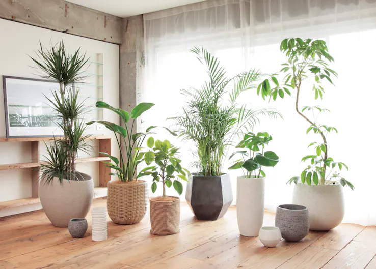 天然素材の魅力 Lushbasket ラッシュバスケット 鉢カバーなら通販で ひとはなノート