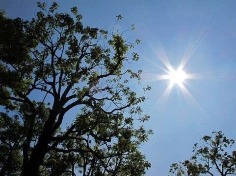 忘れていませんか 多肉植物に日光がとても大切 ひとはなノート