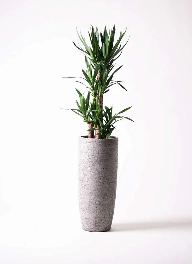 1万円予算】観葉植物は通販の鉢カバーでワンランクアップ！ | ひとはな 
