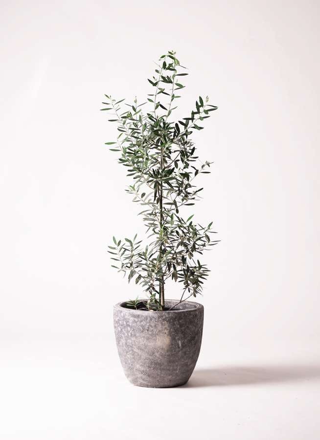 隼木谷 清右ヱ門 蓋物 陶箱 1点 深鉢 植木鉢カバー 1点 【公式通販】