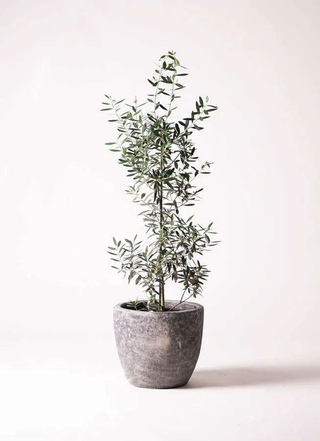 1万円予算】観葉植物は通販の鉢カバーでワンランクアップ！ | ひとはな 