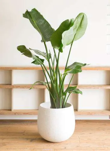 3万円以下で箔が付く！観葉植物ギフトには鉢カバーを有効活用しよう 