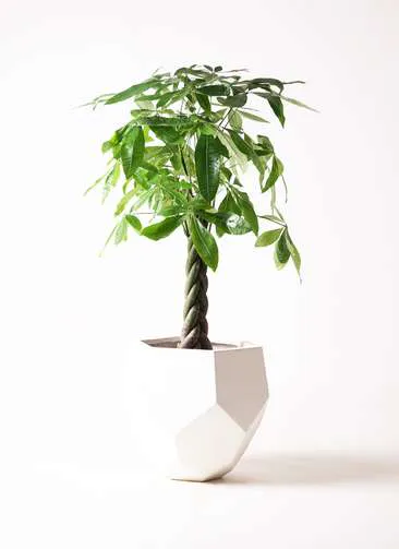 3万円以下で箔が付く！観葉植物ギフトには鉢カバーを有効活用しよう 