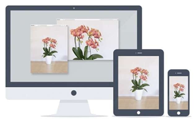 現品 ヘゴの高木 羊歯 ナンバー号数 8 Whirledpies Com