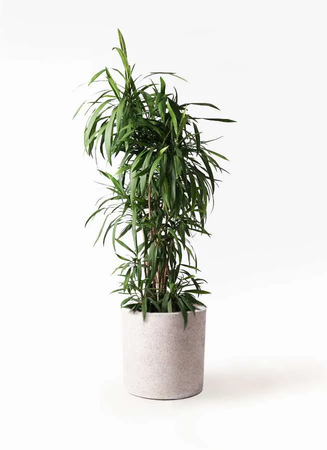 通販がおすすめ ドラセナ グローカル コルディリネ グローカル は存在感のある丈夫な観葉植物 ひとはなノート