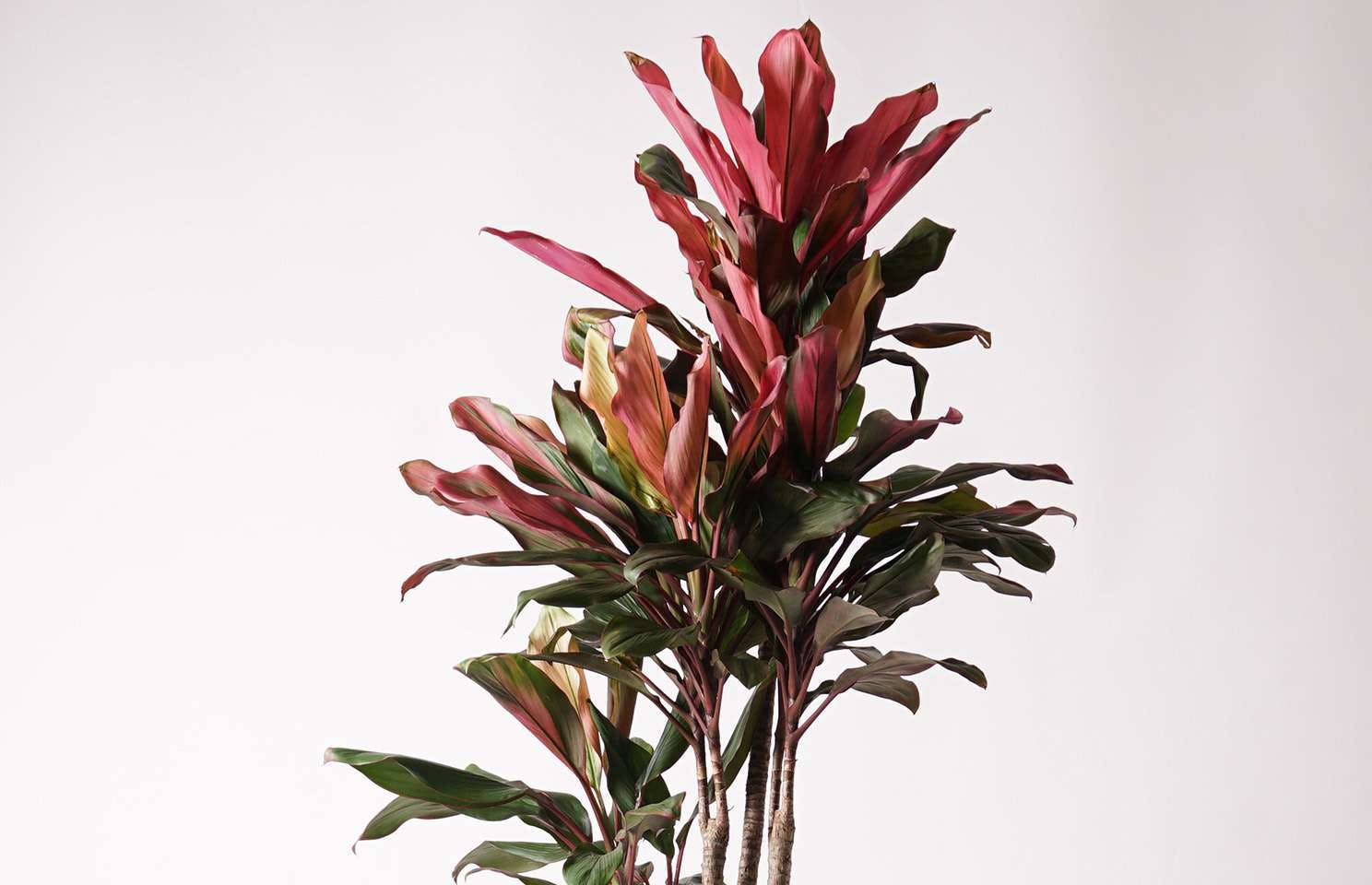 葉色が美しい観葉植物 コルジリネ ターミナリスの育て方と通販おすすめ3選のご紹介 ひとはなノート